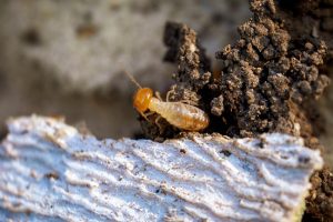 What You Need to Know Before an FHA Loan Termite Inspection