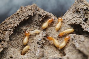 Wood Destroying Insect Inspection in Ocala, Florida