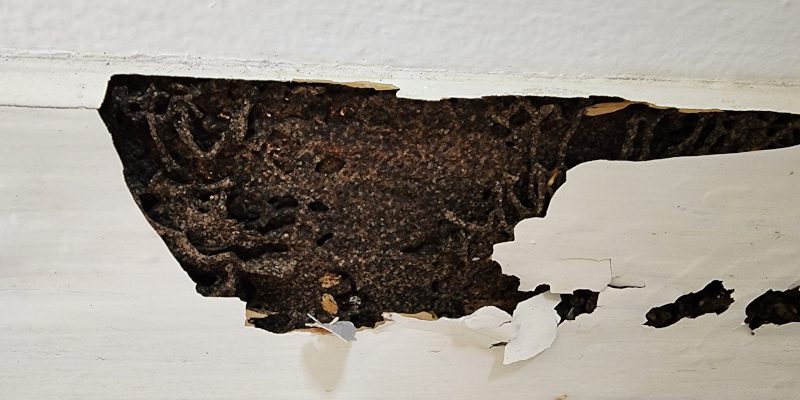 Tiny But Destructive: The Effects of Unmitigated WDI Damage