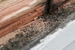 How a Termite Inspection Works