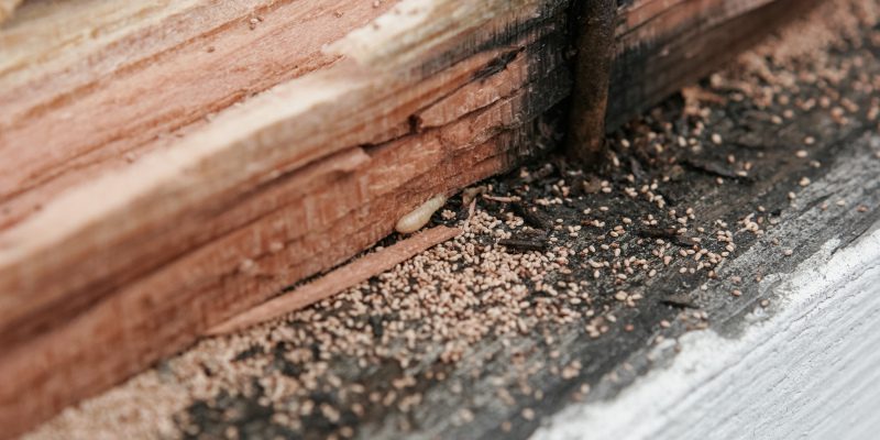 How a Termite Inspection Works